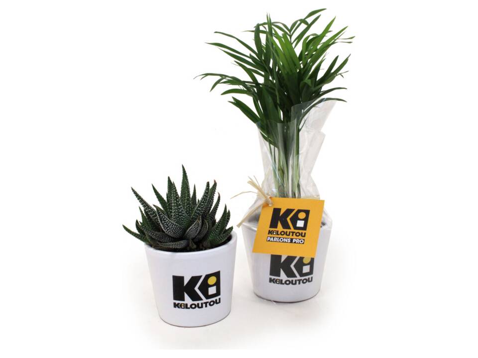 Mini plante dans un pot en céramique 6