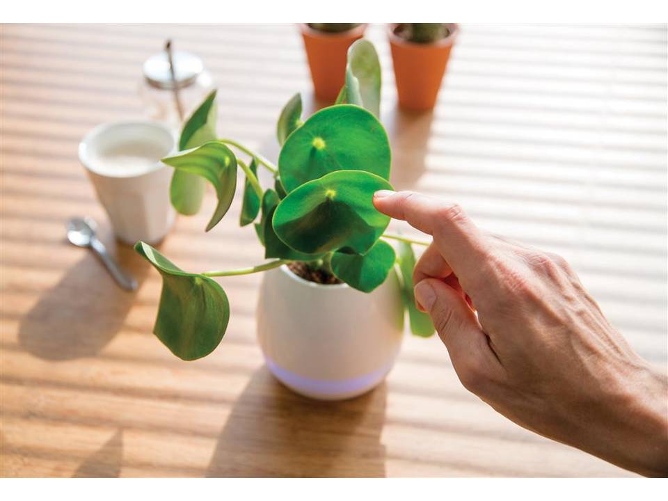 Pot de fleurs musical 6