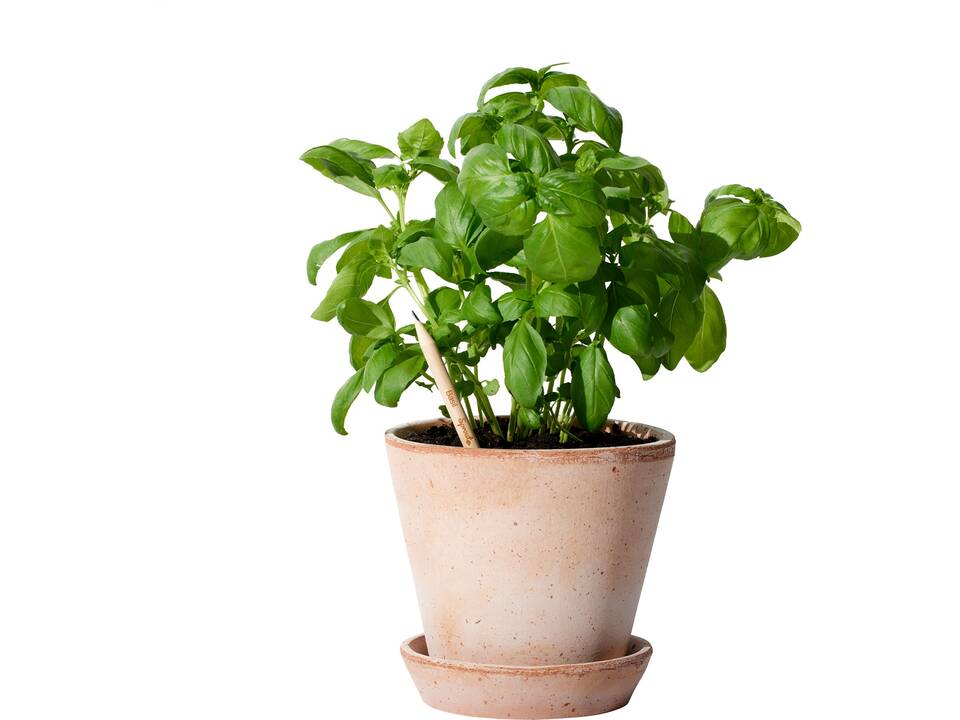 Crayon Sproutworld – Faites germer vos idées en quelque chose de beau 2