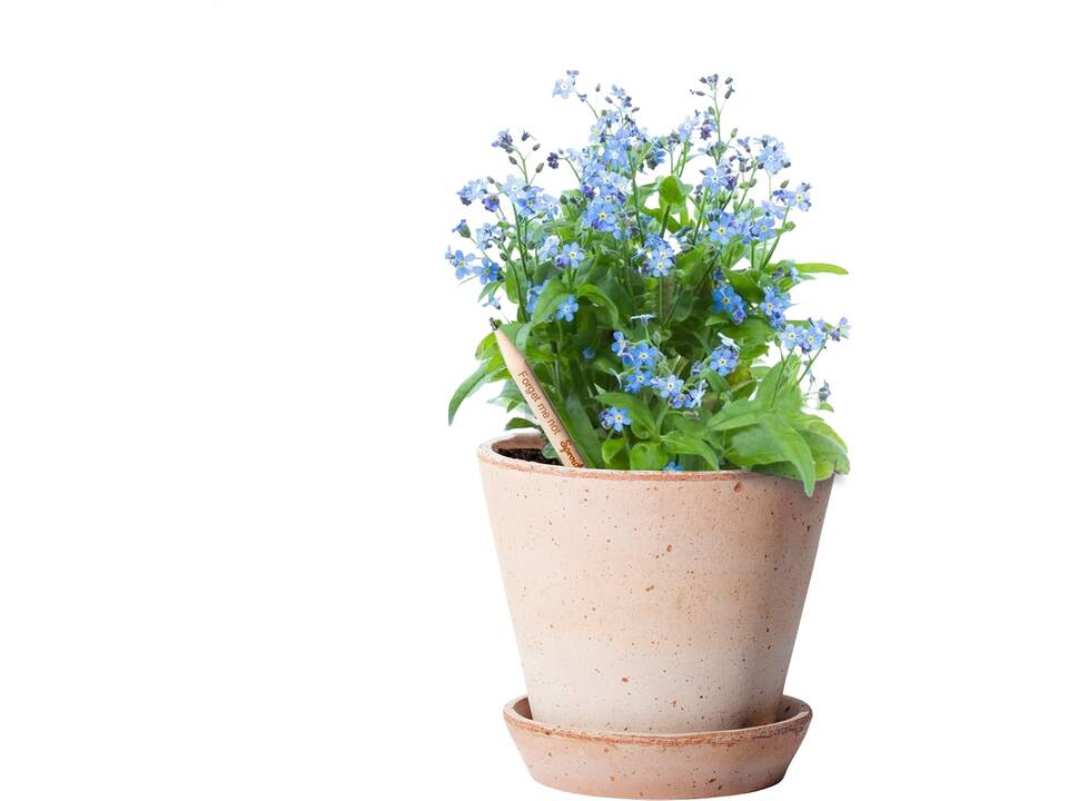 Crayon Sproutworld – Faites germer vos idées en quelque chose de beau 12