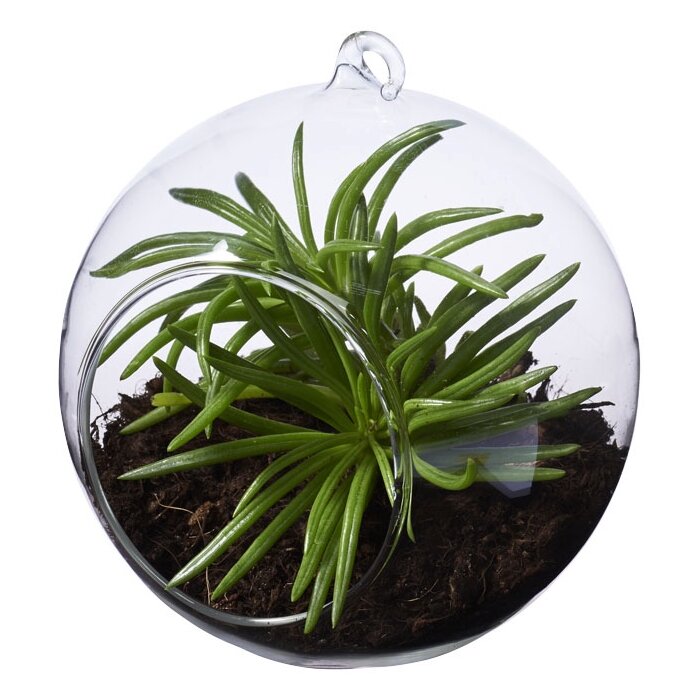 Sphere terrarium bedrukken