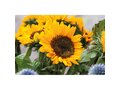 Graines de tournesol 3