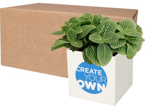 Pot en aluminium avec plante grasse Hey Pots