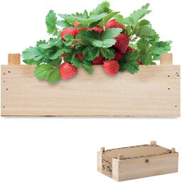 Aardbeien kweekset in houten krat
