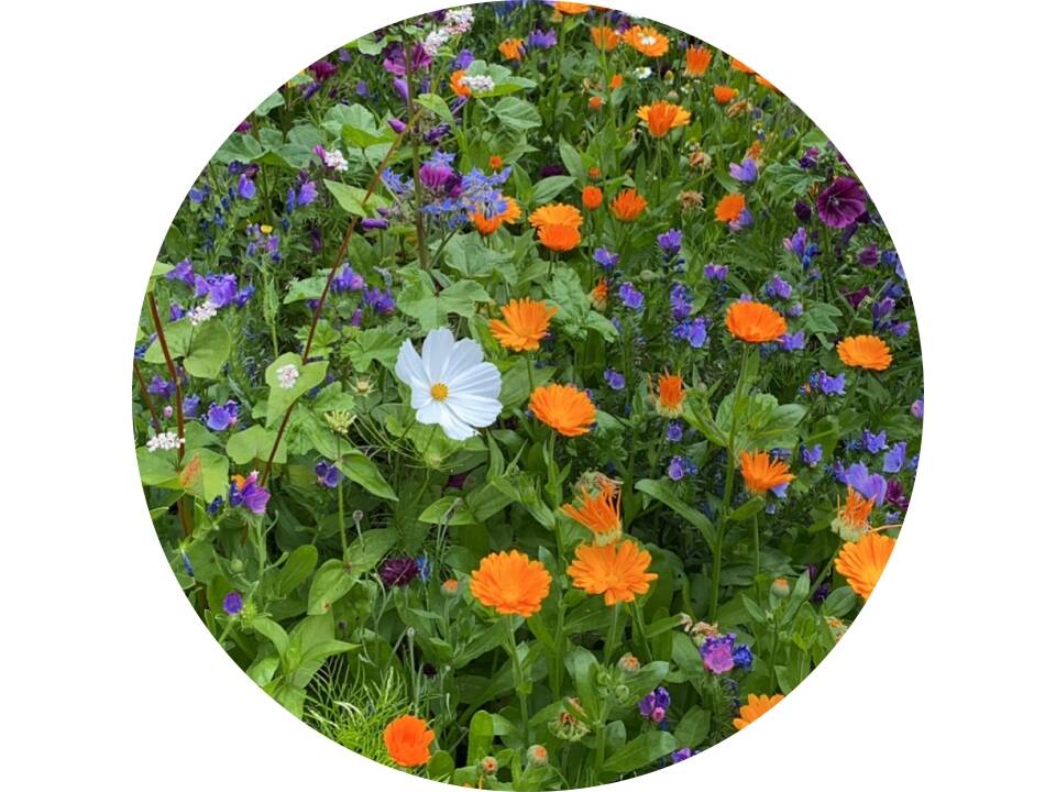 Bloemenzaad snijbloemen 4 gram 4