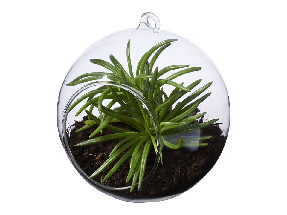 Sphere terrarium 4