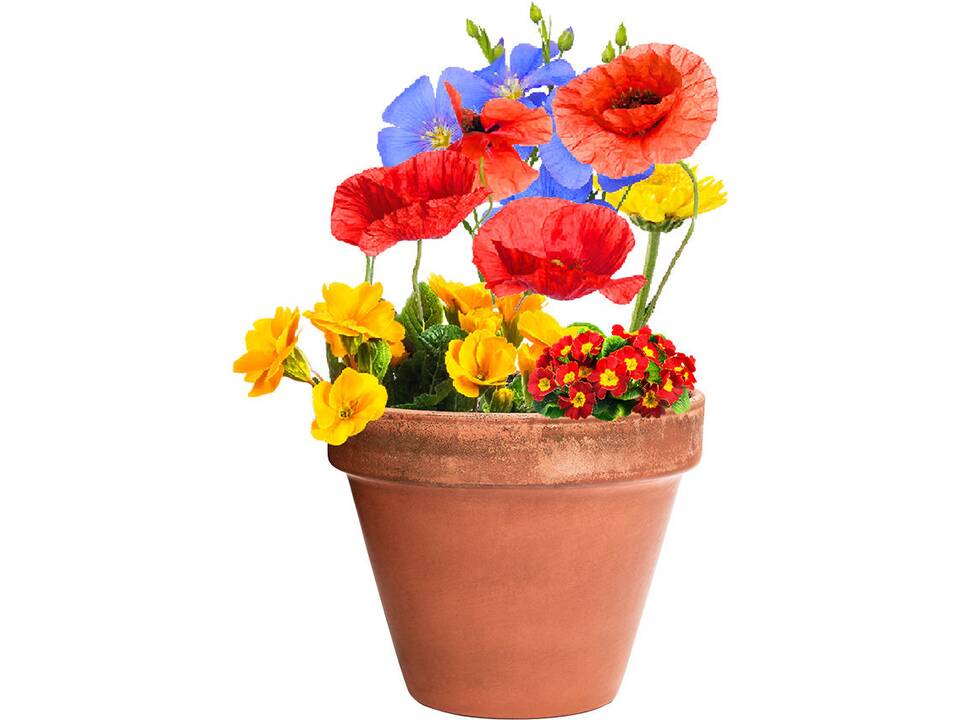 Zadenbol Wilde Bloemen 3