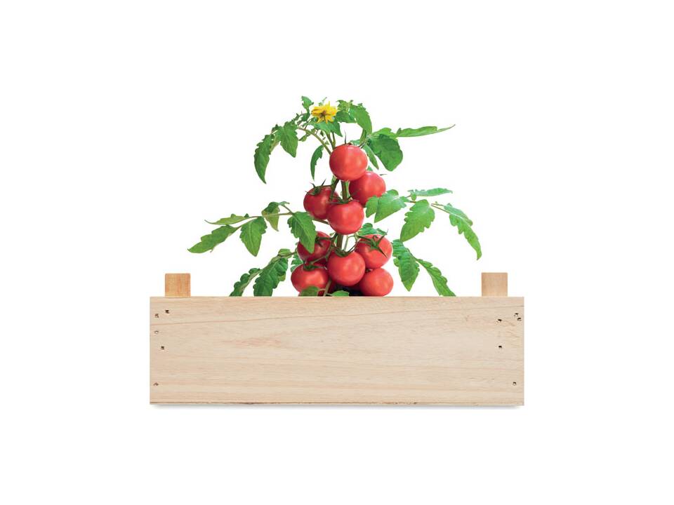 Tomaten kweekset met houten kratje 1