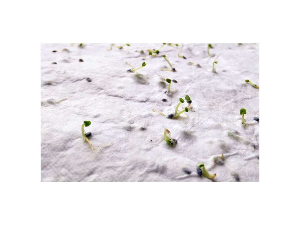 A4 zaadpapier wilde bloemen 2