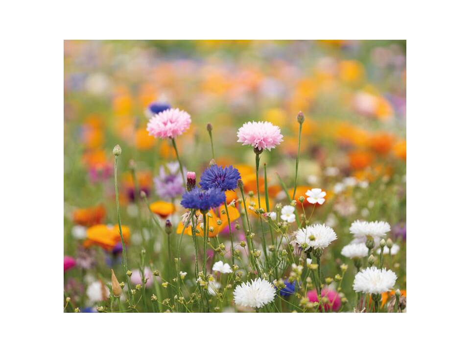 A6 zaadpapier wilde bloemen 2