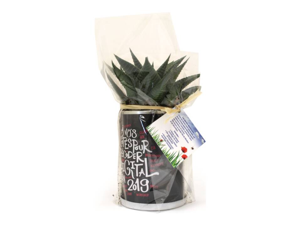 Busselpotje met plant 4