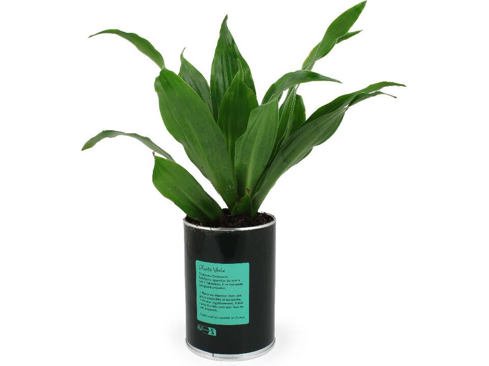 Busselpotje met plant 6