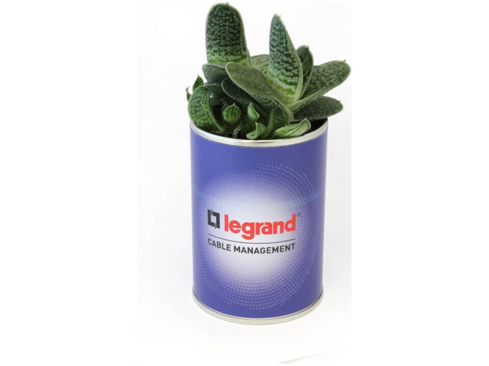 Busselpotje met plant 1