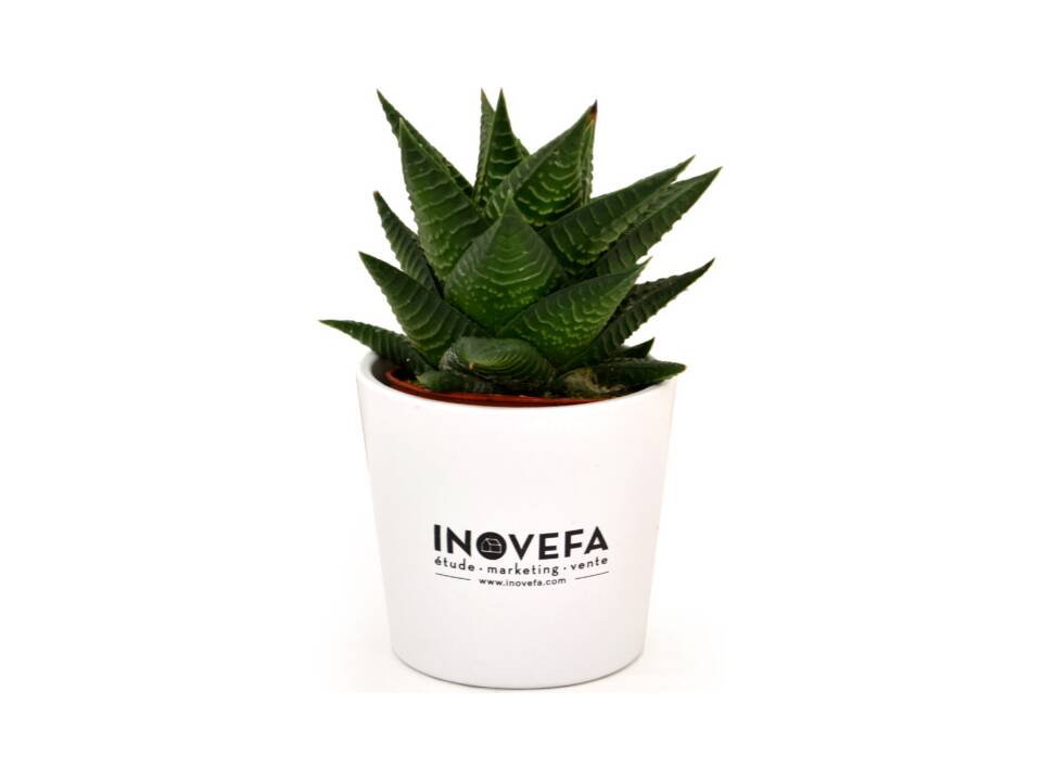 Mini plant in een keramische pot 9