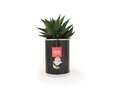 Busselpotje met plant 2