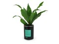 Busselpotje met plant 6