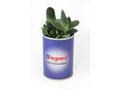 Busselpotje met plant 1