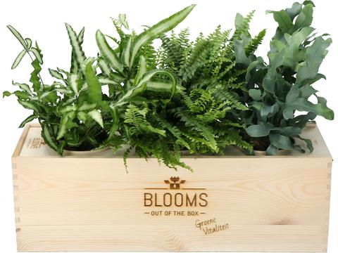 Bloomsbox met luchtzuiverende varens