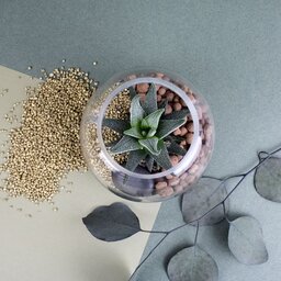 Mini-Terrarium Diy Kit